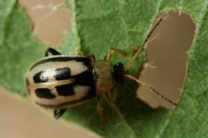 Adult bean leaf beetle. Photo by Winston Beck
