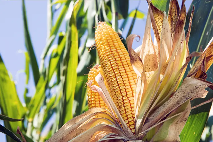 Technology - Corn