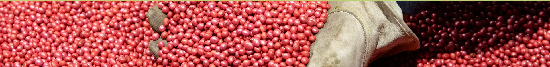 Soybean Treatments