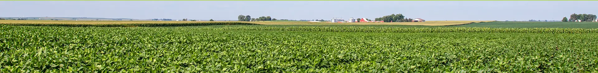 Soybeans